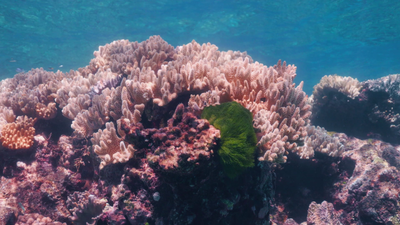 E5 - Corals and Marine Protected Areas
