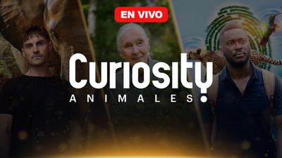 Curiosity Animales