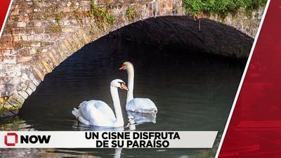 Un cisne disfruta de su paraíso