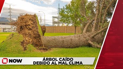 Árbol Derribado Reduce Acceso a Restaurante en Van Dorn
