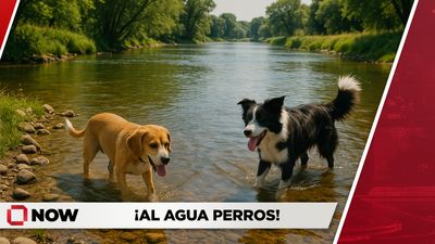 Perros disfrutan refrescante pausa de agua en días cálidos