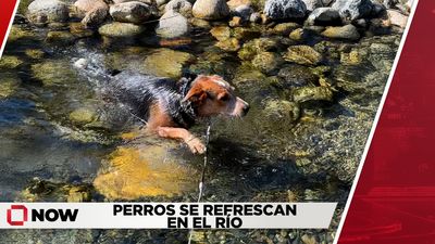 Mascotas Disfrutan del Río en Medio del Calor