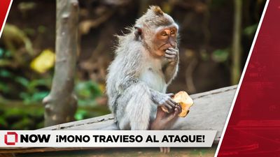 Mono es captado curioseando prendas en balcón de hotel