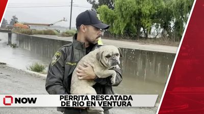 Perrita rescatada de río en Ventura