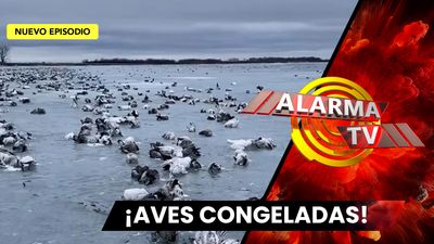 El Lago de las Aves Congeladas