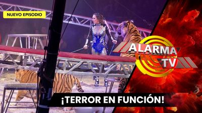 Tigres se escapan en Plena Función de Circo.