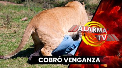¡Víctimas del León Vengador..!