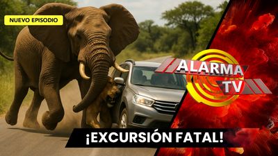 Un Elefante les Pegó un Verdadero Susto.