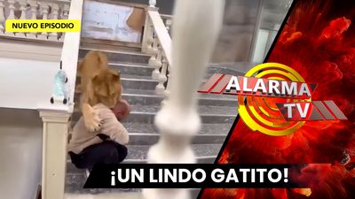 ¡El Artero Ataque Del Felino..!