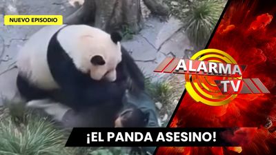 Panda ataca sin aviso a su cuidadora.