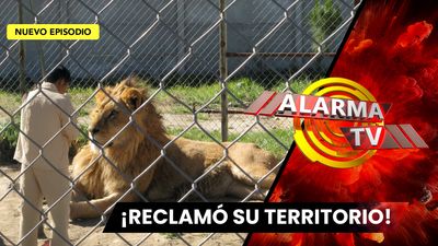 ¡Devorado en la Jaula del León!
