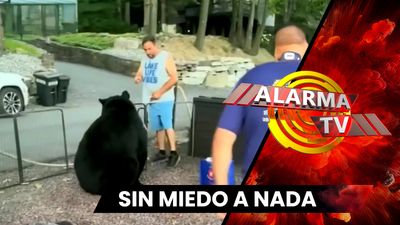 ¡Cuando Un Oso No es Invitado a la Fiesta!