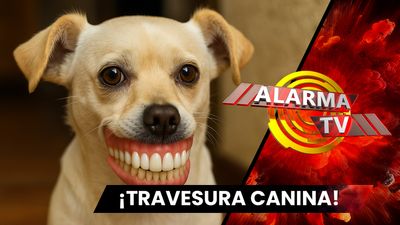 Perrito Se Roba Dentadura. 