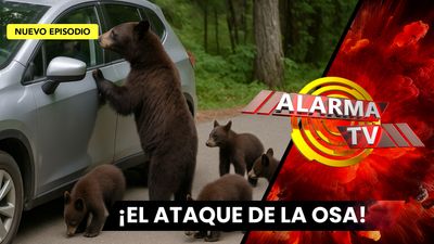 Una Mamá a Prueba de Autos. 