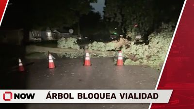 Árbol Caído Bloquea Vialidad