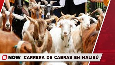 ¡Carrera de las Cabras en Malibú!