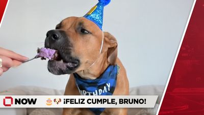 “Bruno” celebra su primer año