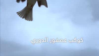 كوكب عصفور الدوري