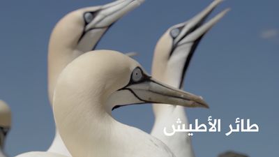 طائر الأطيش