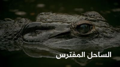 الساحل المفترس