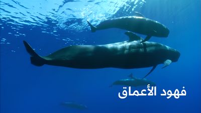 فهود الأعماق