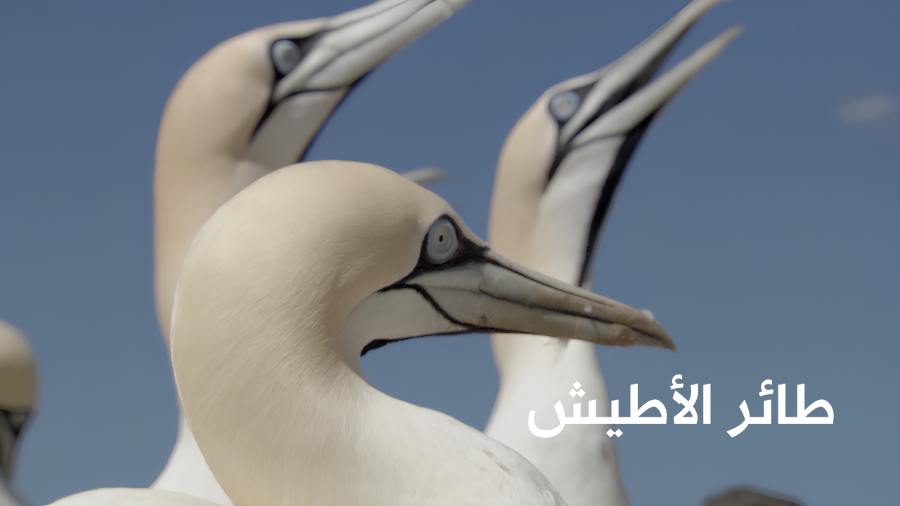 طائر الأطيش