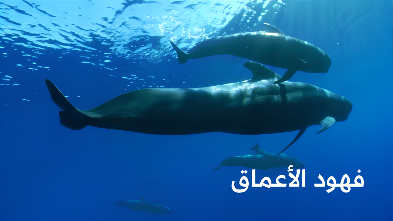 فهود الأعماق
