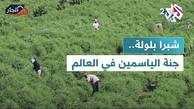 شبرا بلولة المصرية.. قرية برائحة الياسمين