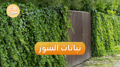 تعرف إلى أنواع النباتات التي تستخدم في إنشاء السور الطبيعي