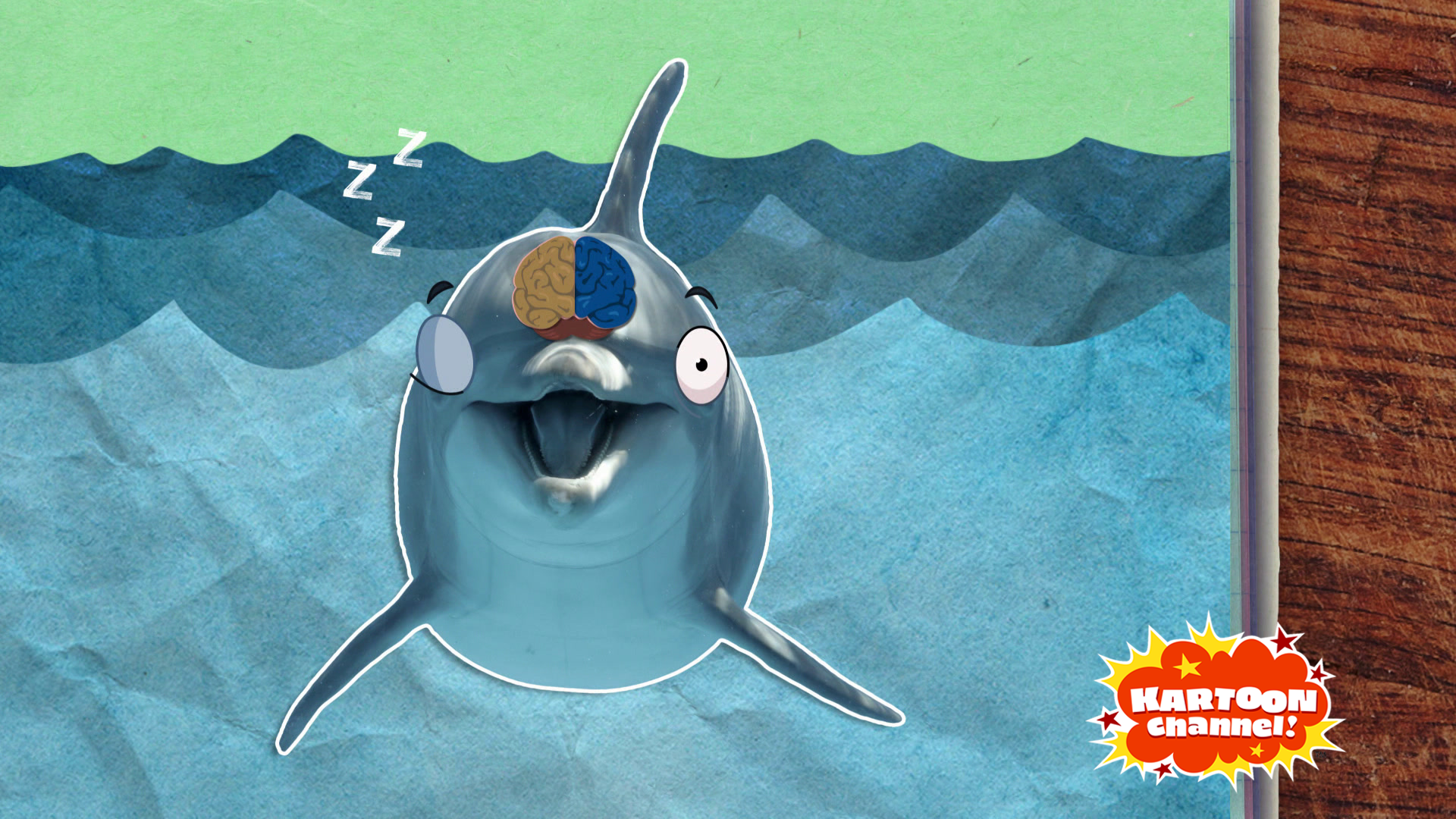 Dolphins sleep with one eye open! | Kartoon Channel
