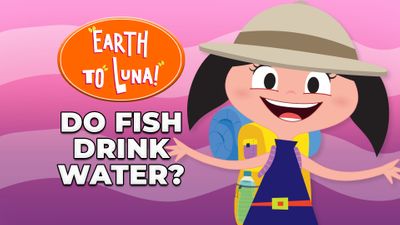 Do Fish Drink Water?