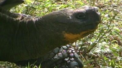 The Galapagos Islands