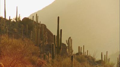 Saguaro (1994)