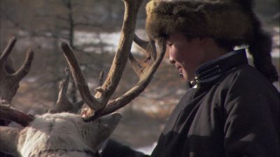 Tracking the White Reindeer