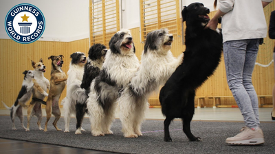 Most dogs in a conga line