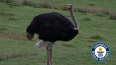 Fastest bird flightless on land
