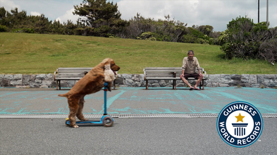 Fastest 30 m on a skateboard by a dog