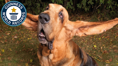 Longest ears on a dog ever