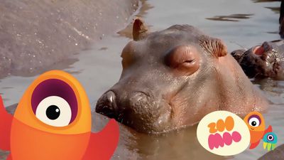 Hippo