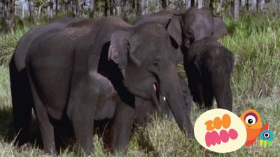 Elephants