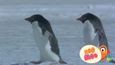Antarctic Penguins