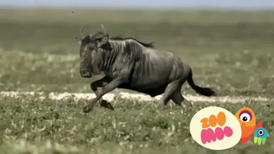 Wildebeest