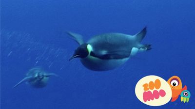 Emperor Penguins