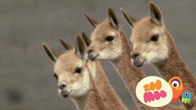 South American Camels