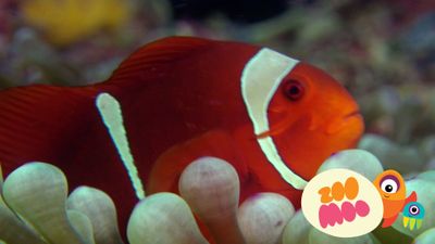 Creatures of the Reef