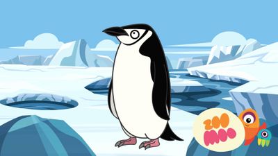 Chinstrap Penguin