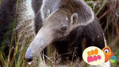 Anteaters