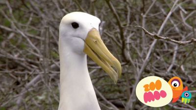 Albatrosses