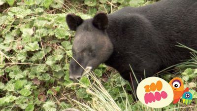 South American Animals