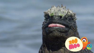 Galapagos Island Animals